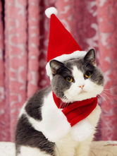 Faschingskostüm Santa Clause Tier Kostüm rote Mütze und Schal für Katze