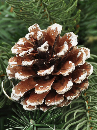 アクセサリー クリスマス コーヒー ブラウン 合成クリスマス パターン クリスマス ホリデー コスチューム